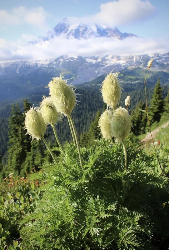 white pasqueflower