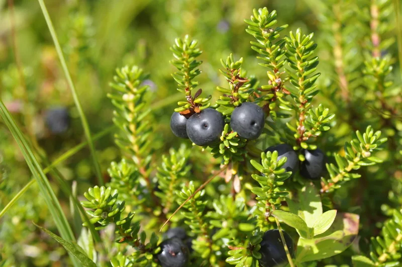black crowberry