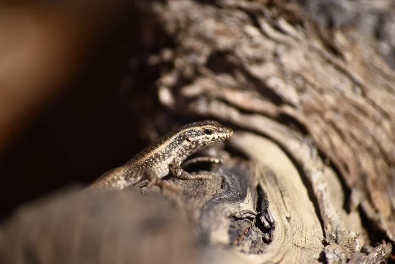 Kalahari Tree Skink