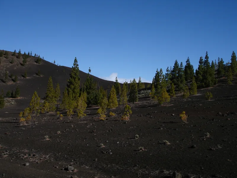 Canary Island pine