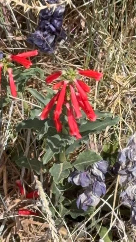 firecracker penstemon