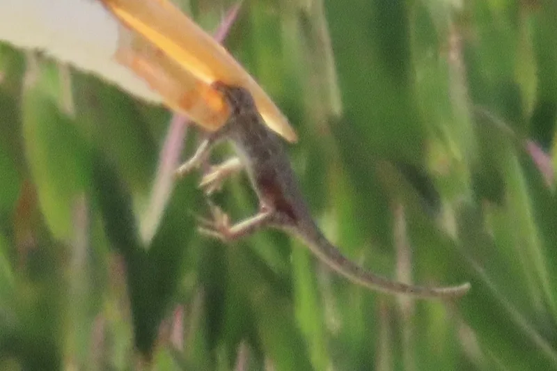Common Side-blotched Lizard