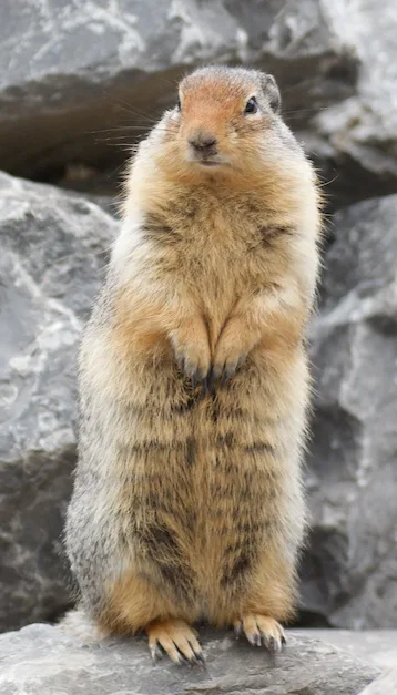 Columbian Ground Squirrel
