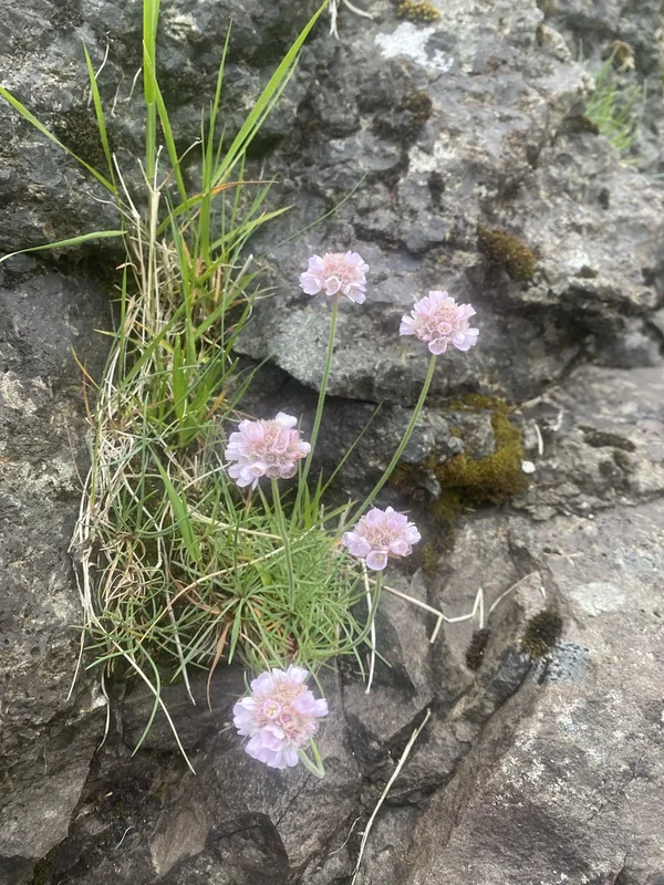 Sea Thrift