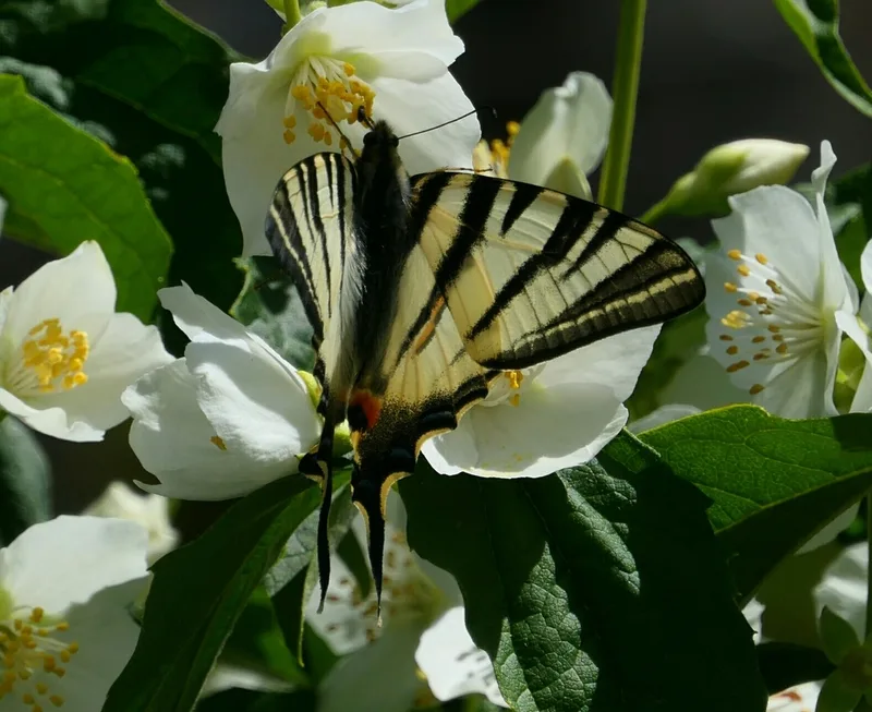 Scarce Swallowtail
