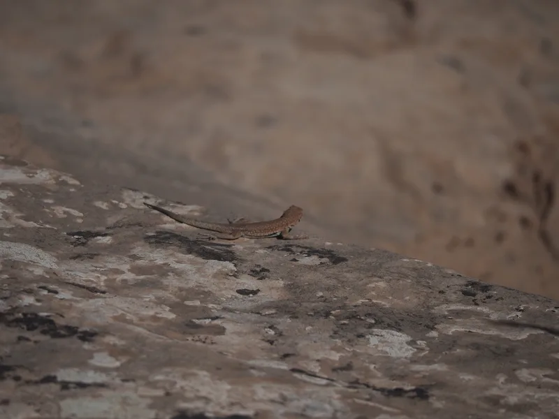 Common Side-blotched Lizard