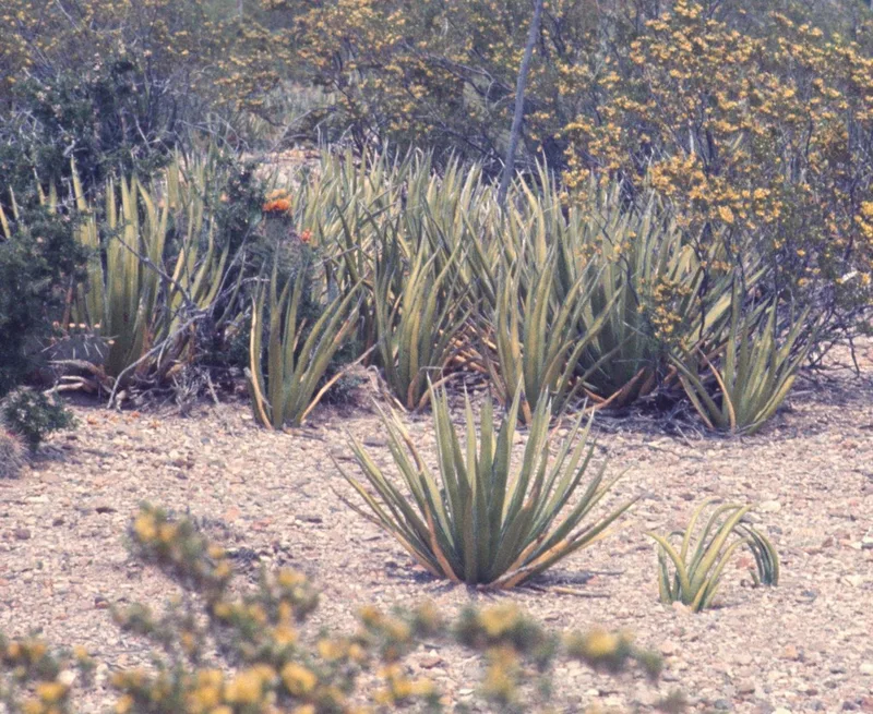 lechuguilla