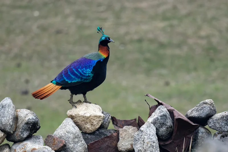 Himalayan Monal