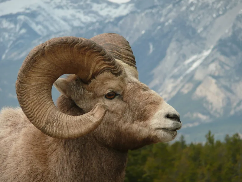 Bighorn Sheep