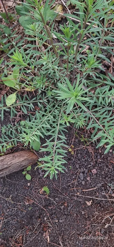 Purple Toadflax