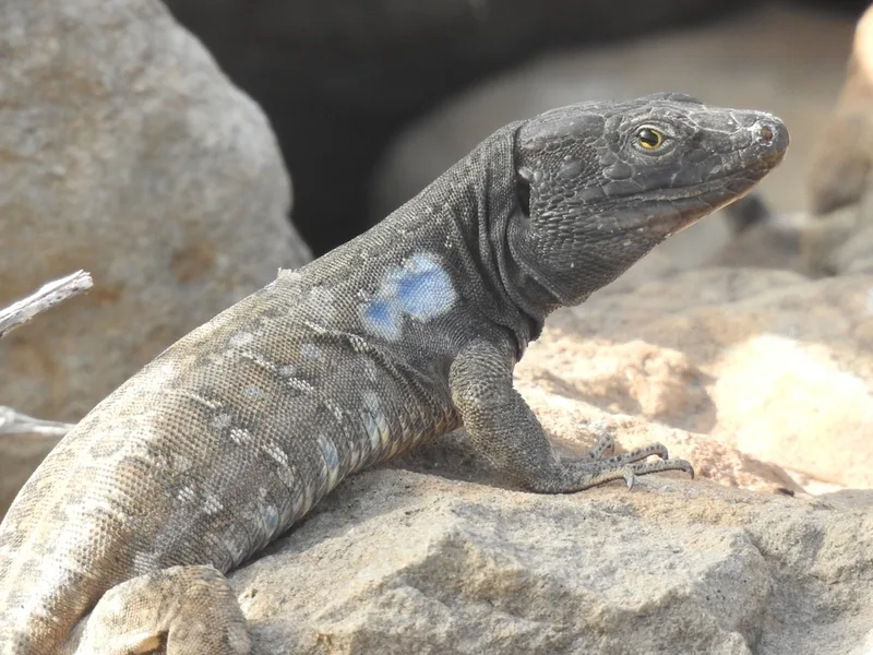Tenerife Lizard