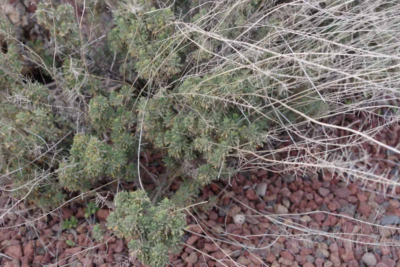 Descurainia bourgaeana