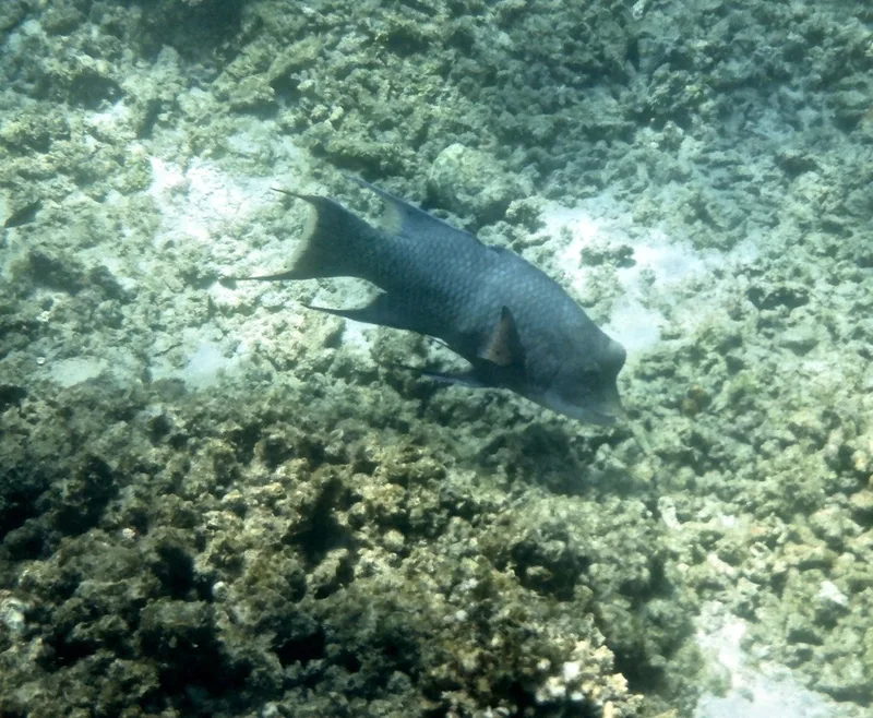 Mexican Hogfish