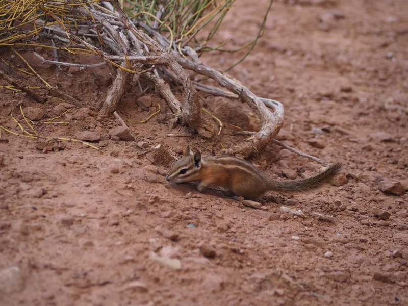 Hopi Chipmunk