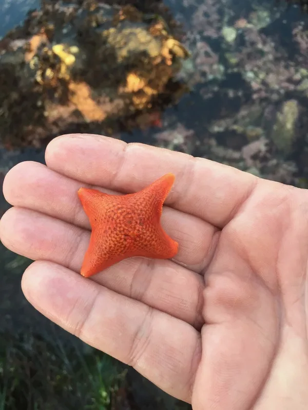 Bat Star
