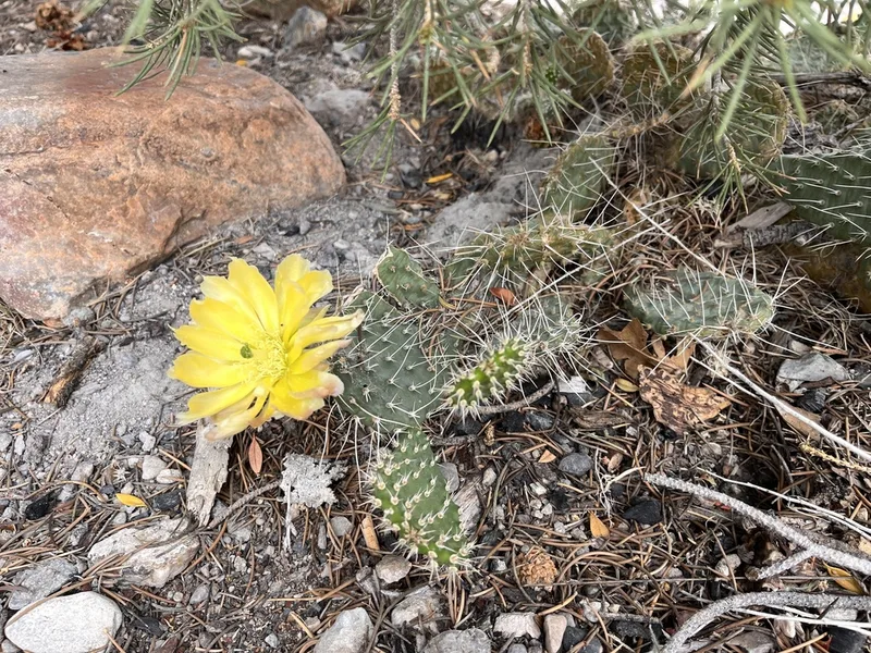 Plains Pricklypear