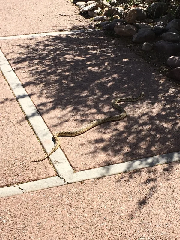 Gopher Snake