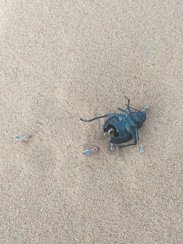 Saharan Silver Ant