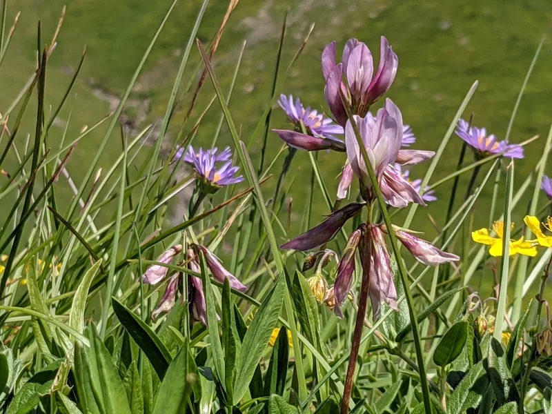 Alpine Clover