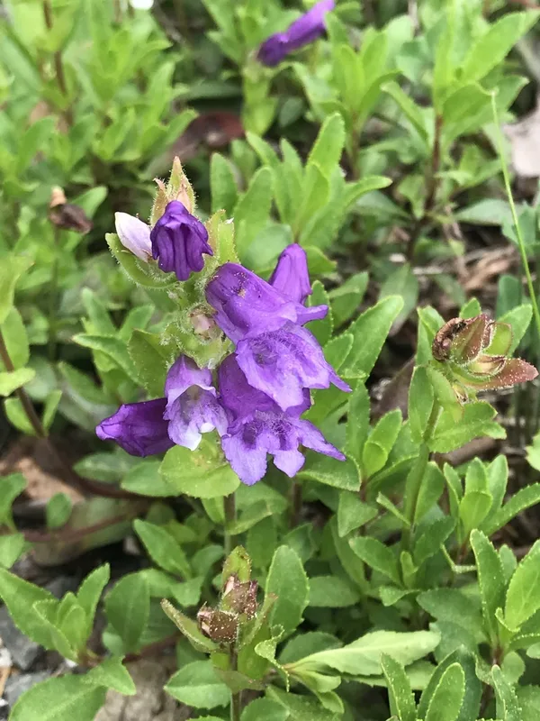 Cardwell's Beardtongue