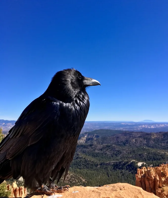 Common Raven