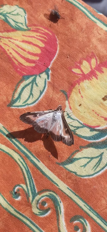 Box Tree Moth