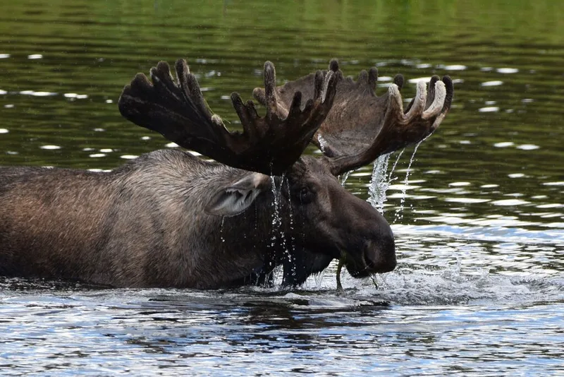 Moose