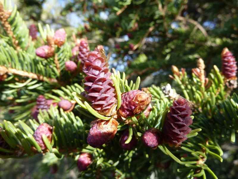white spruce