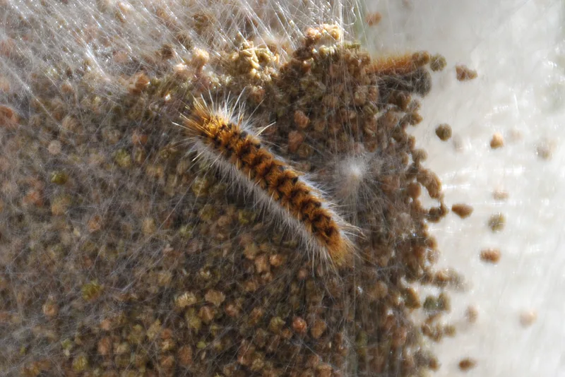 Pine Processionary-moth