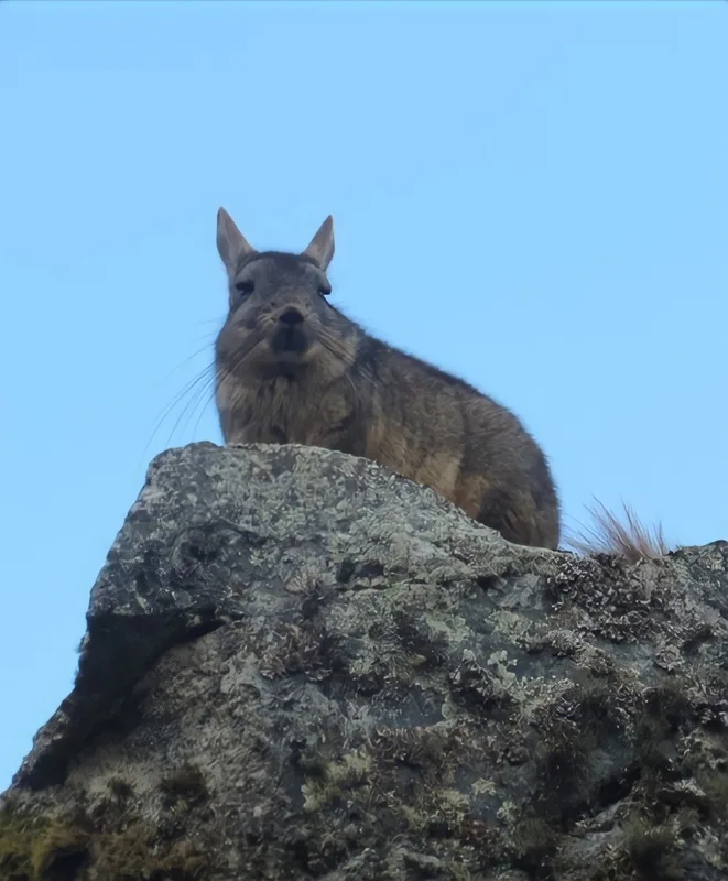 Mountain Viscacha