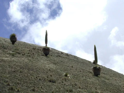 Queen of the Andes