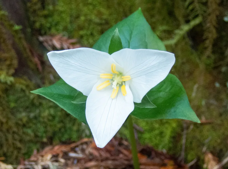 Pacific trillium