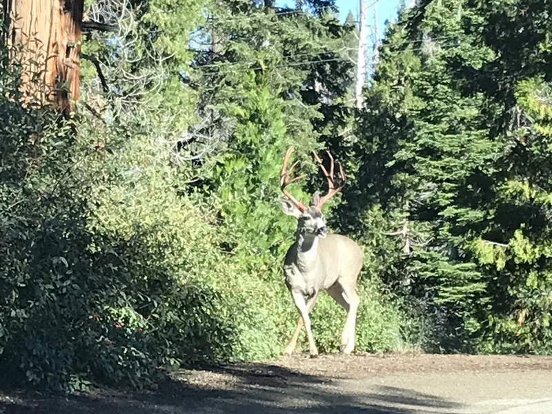 Mule Deer
