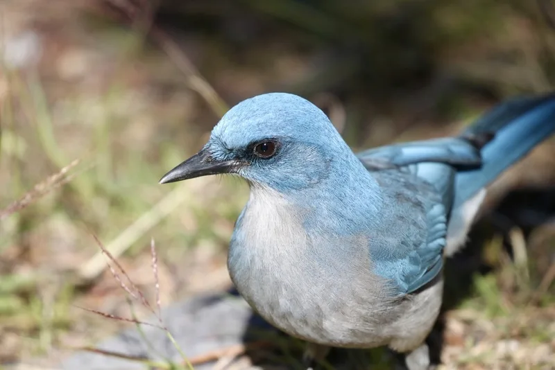 Mexican Jay