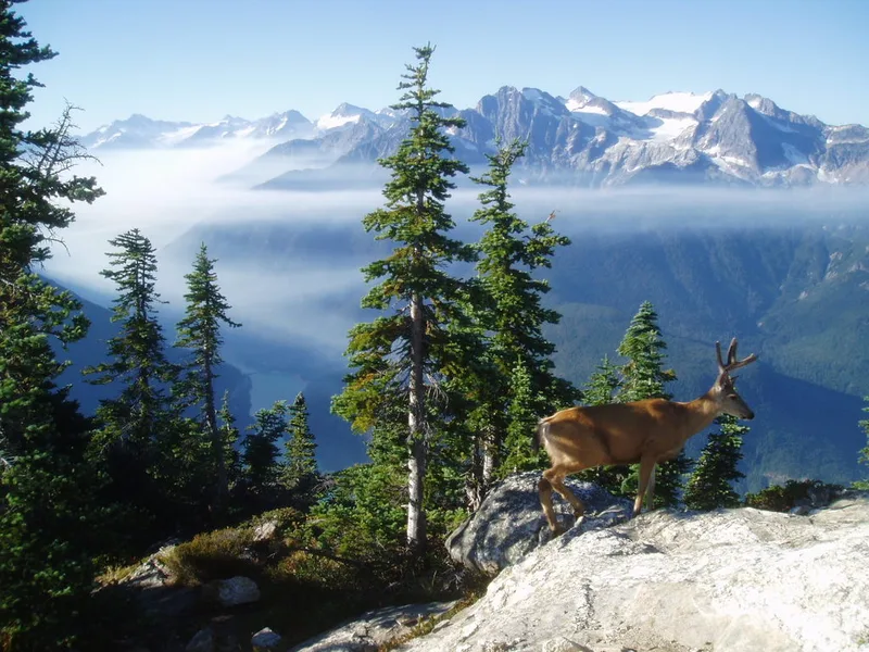 Mule Deer