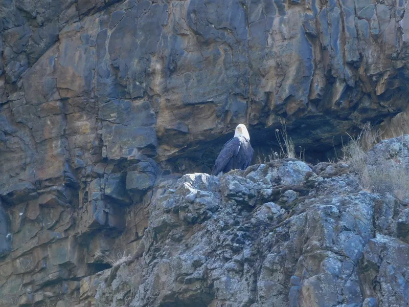 Bald Eagle