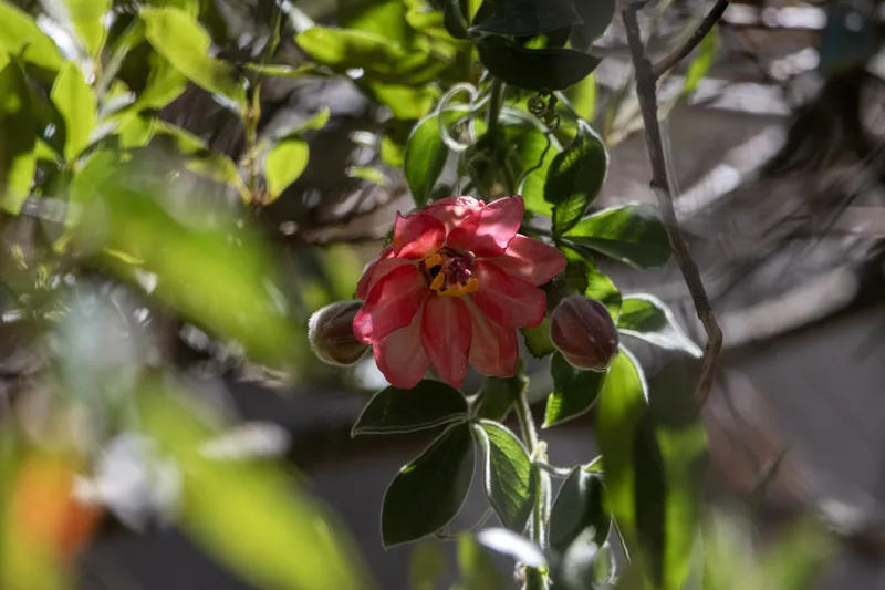 Passiflora trifoliata