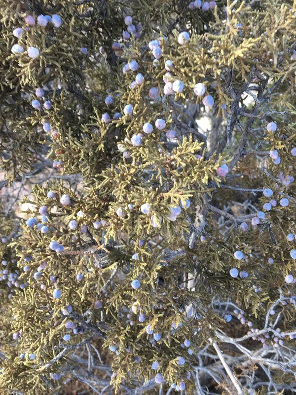 Utah Juniper