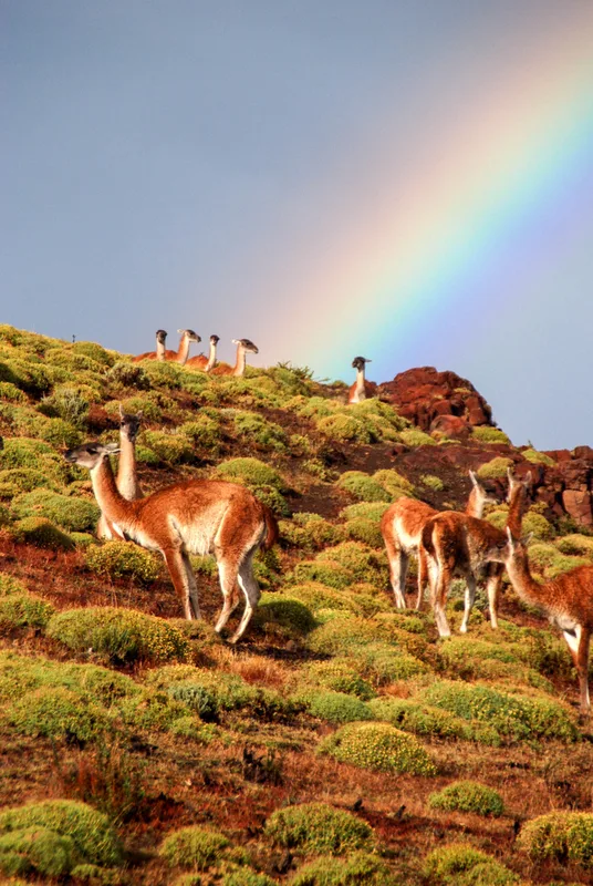 Guanaco