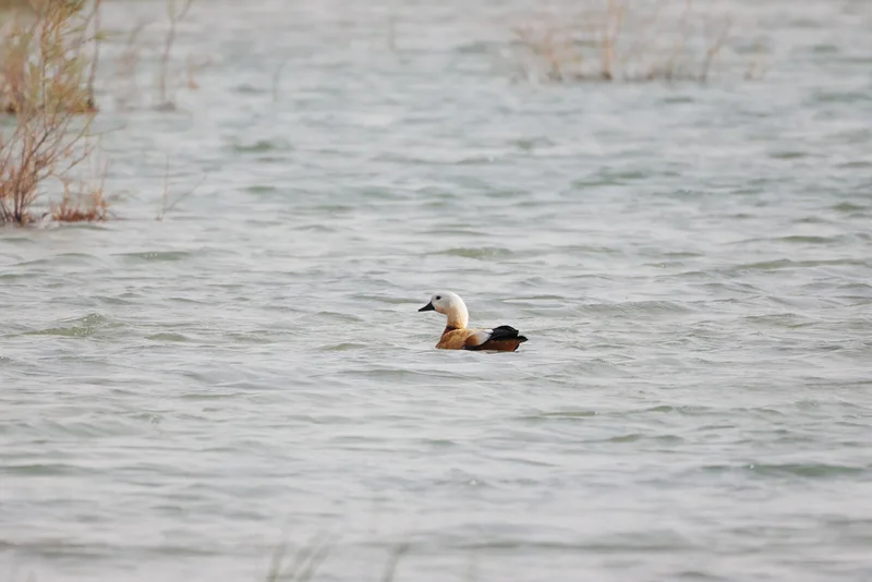 Ruddy Shelduck