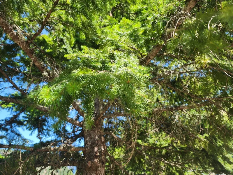 Douglas-fir