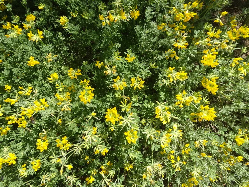 Lotus campylocladus