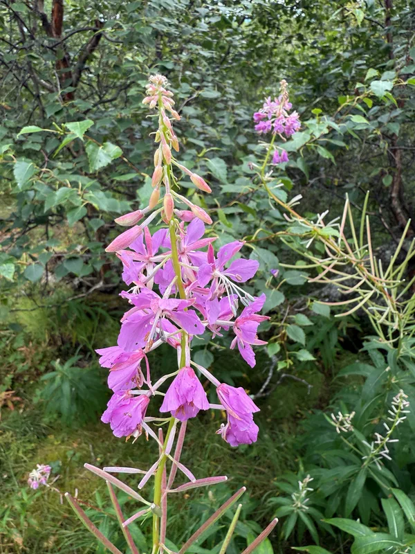 fireweed