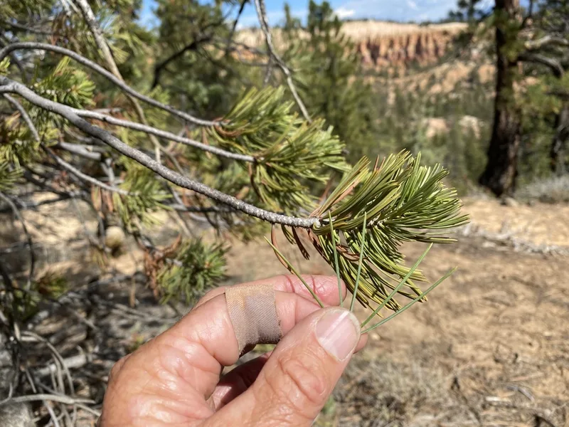 limber pine