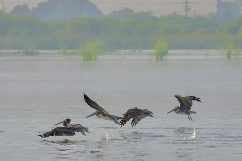 Brown Pelican