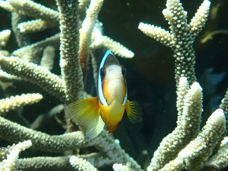 Clark's Anemonefish