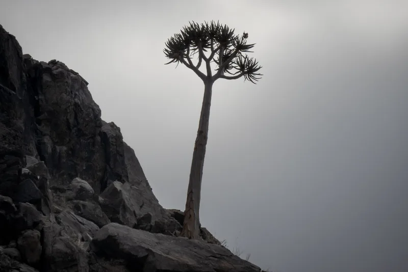 Quiver Tree