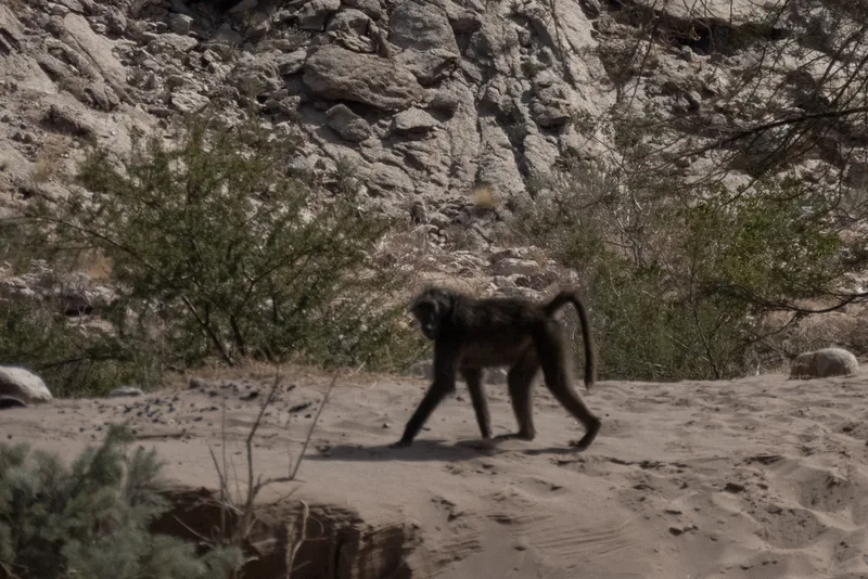 Chacma Baboon