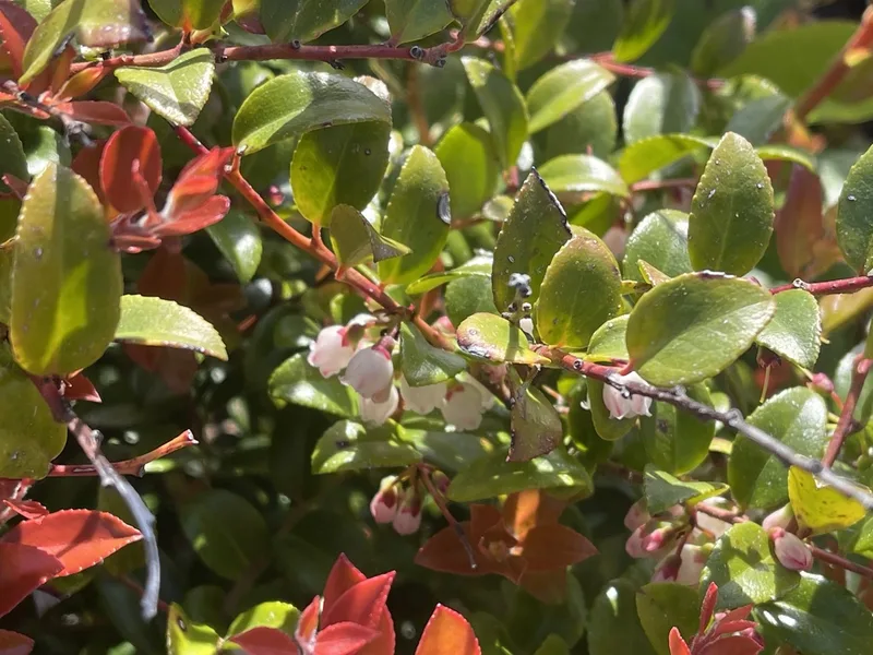 Evergreen Huckleberry
