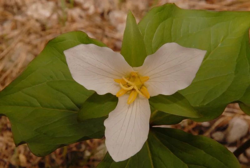 Pacific trillium